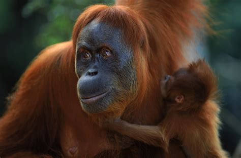 Are orangutans endangered. Things To Know About Are orangutans endangered. 